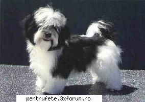 havanez- bichon havanais- bichon havanese 
tara in care este mascul 28 - 32 cm; femela 28 - 32