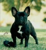 francez- bouldogue francais- french bulldog 

tara in care este mascul 25 - 34 cm; femela 25 - 34