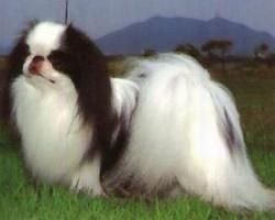 c�inele este un mamifer carnivor din familia canidelor. fiind domesticit de cel puţin 14.000 de